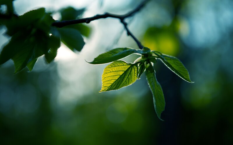 Green Leaves on Branch — Serene, Morning, Photograph, Sunlight, Bokeh, Blue, White