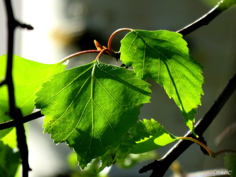 Green Leaves on Branch — Serene, Morning, Photograph, Sunlight, Leaf Veins
