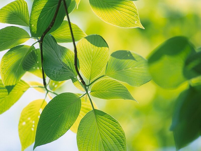 Green Leaves on Branch — Serene, Morning, Photograph, Sunlight, Sky