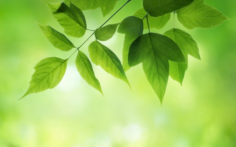 Green Leaves on Branch — Serene, Morning, Photograph, Sunlight