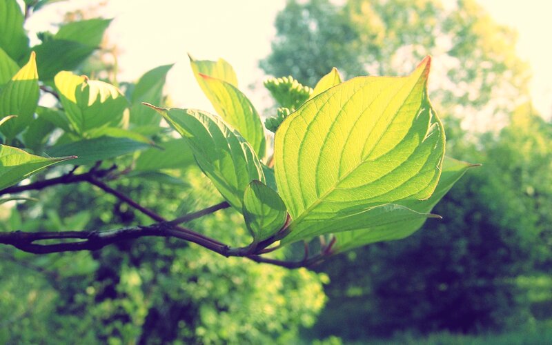 Green Leaves on Branch — Serene, Morning, Photograph, Sunlight, Trees