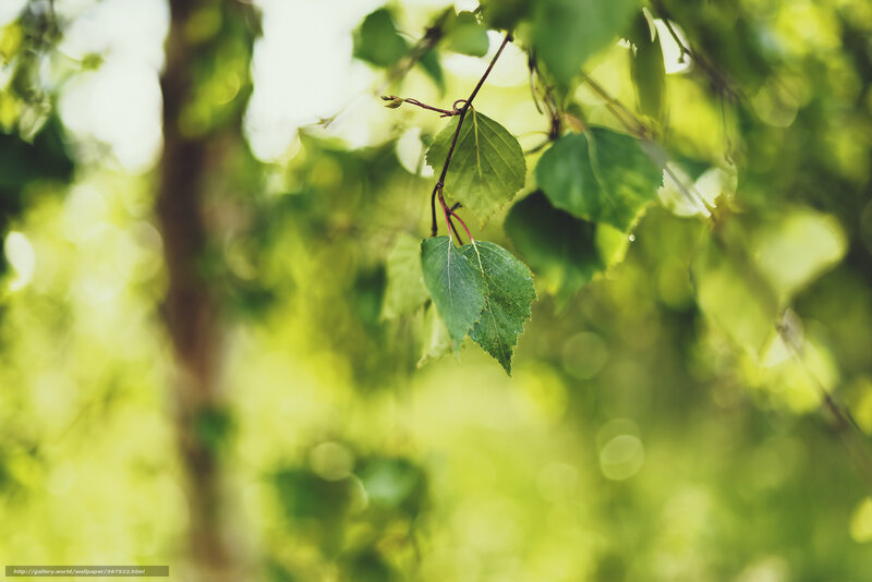 Green Leaves on Branch — Serene, Morning, Photograph, Tree