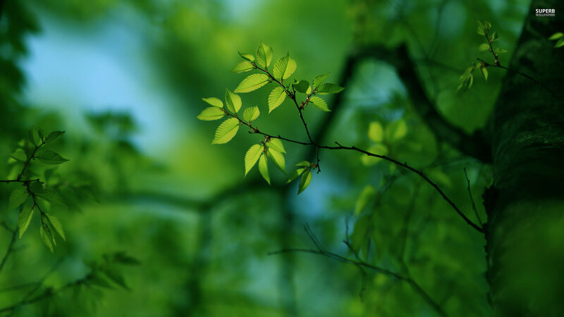 Green Leaves on Branch — Serene, Morning, Photograph, Tree Trunk