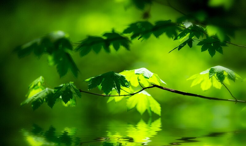 Green Leaves on Branch — Serene, Morning, Photograph, Water