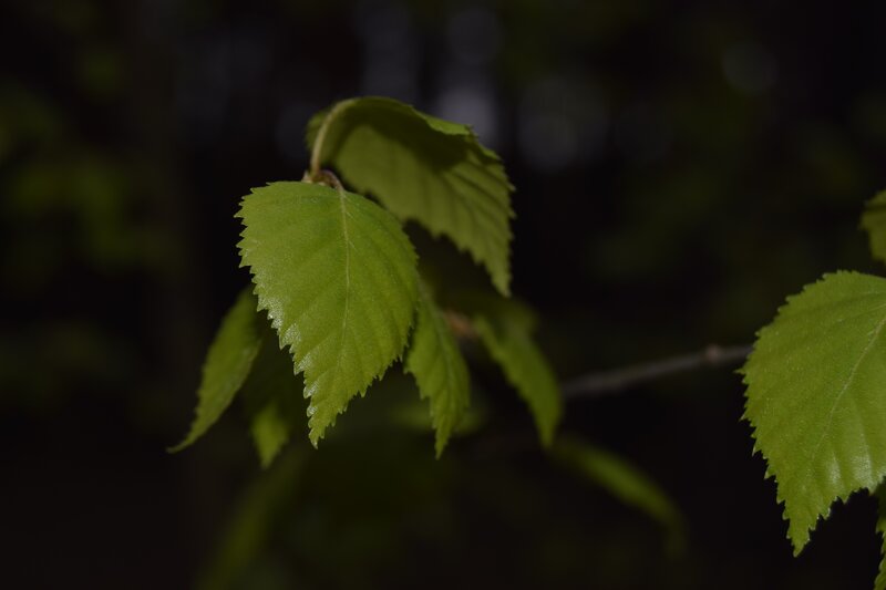 Green Leaves on Branch — Serene, Night