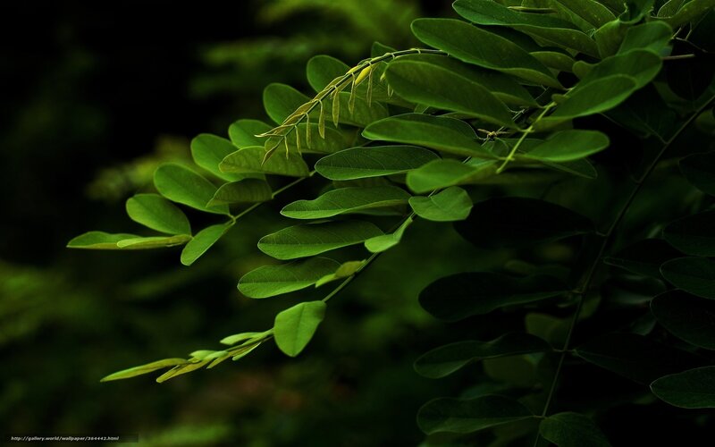 Green Leaves on Branch — Serene, Photograph, Background