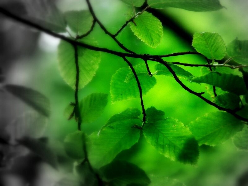 Green Leaves on Branch — Serene, Photograph, Forest, Black