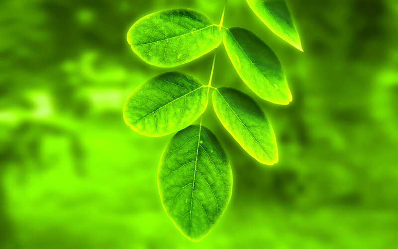 Green Leaves on Branch — Serene, Photograph, Leaf