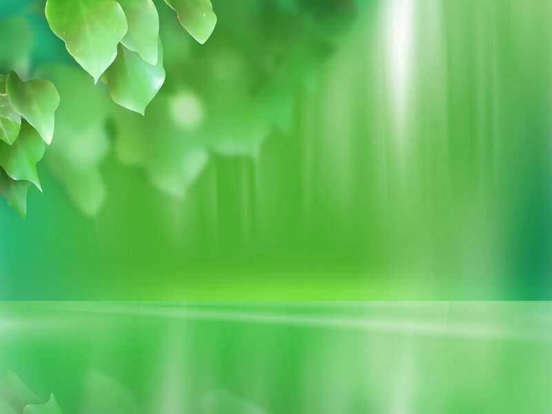 Green Leaves on Branch — Serene, Photograph