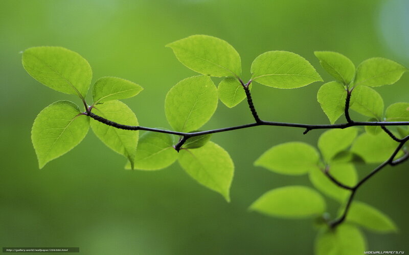 Green Leaves on Branch — Serene, Spring, Photograph, Background