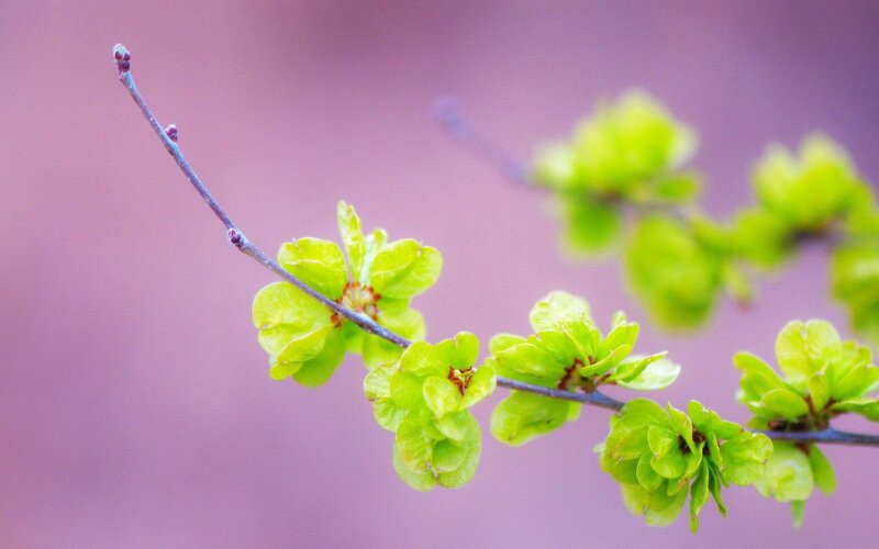 Green Leaves on Branch — Serene, Spring, Photograph, Buds, Purple Background, Purple