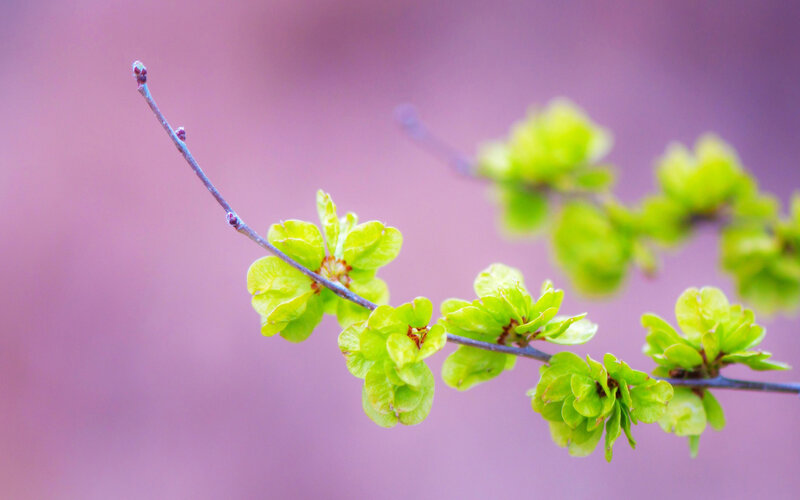Green Leaves on Branch — Serene, Spring, Photograph, Buds