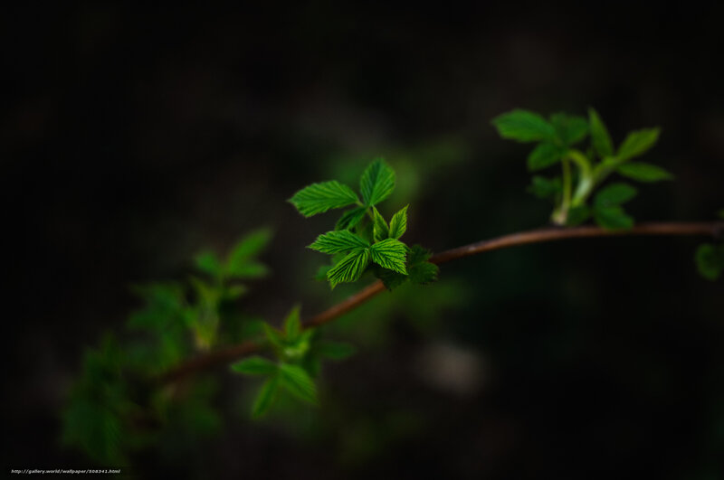 Green Leaves on Branch — Serene, Spring, Photograph, Dark Background