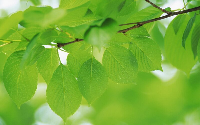 Green Leaves on Branch — Serene, Spring, Photograph, Droplets