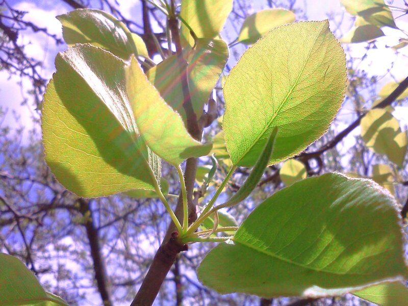 Green Leaves on Branch — Serene, Spring, Photograph, Sky, Sunlight