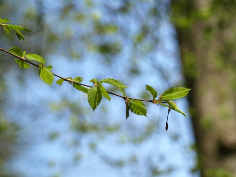 Green Leaves on Branch — Serene, Spring, Photograph, Sky, Tree