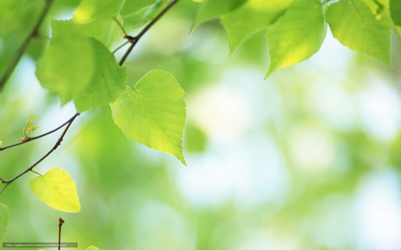 Green Leaves on Branch — Serene, Spring, Photograph, Sunlight
