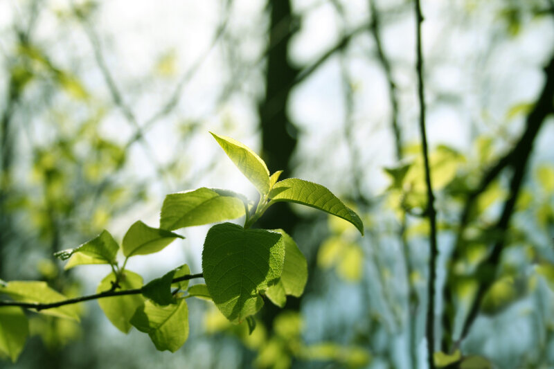 Green Leaves on Branch — Serene, Spring, Photograph, Sunlight, Trees