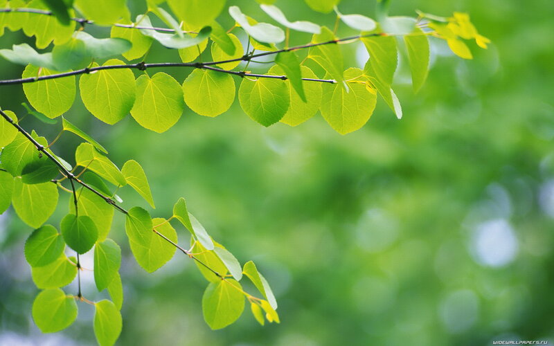 Green Leaves on Branch — Serene, Spring, Photograph