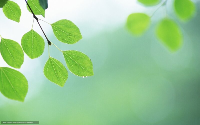 Green Leaves on Branch — Serene, Spring, Photograph, Water Droplets
