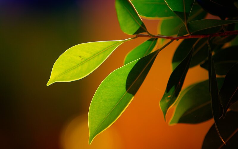 Green Leaves on Branch — Serene, Sunset