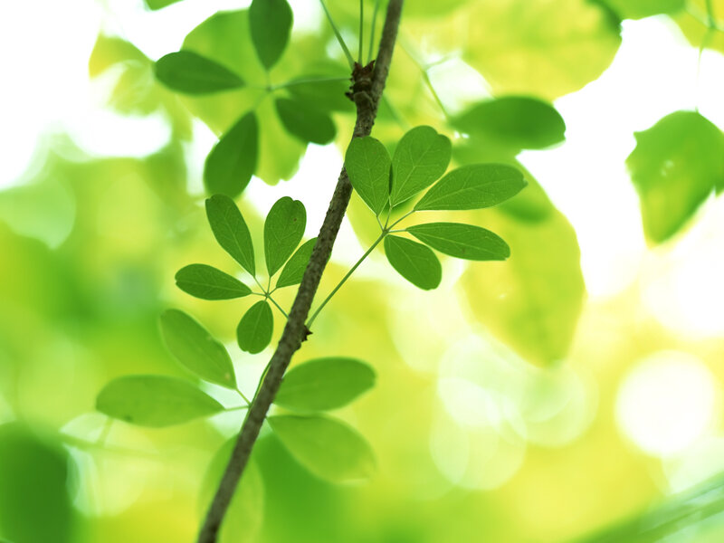 Green Leaves on Branch — Serene