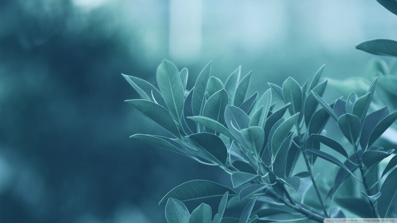 Green Leaves on Branch — Teal