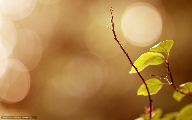 Green Leaves on Branch — Yellow, Serene, Sunset