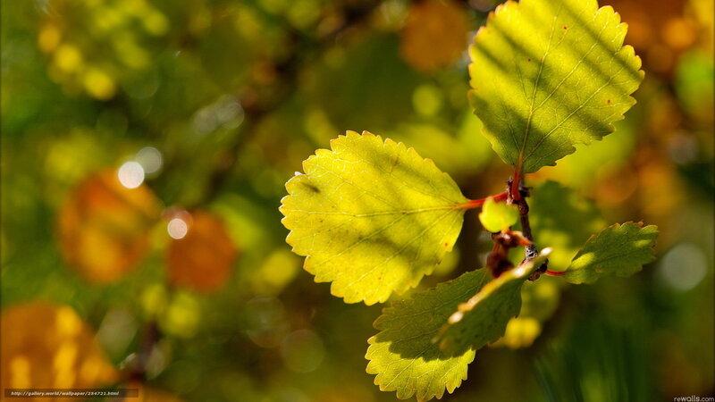 Green Leaves on Branch — Yellow, Serene