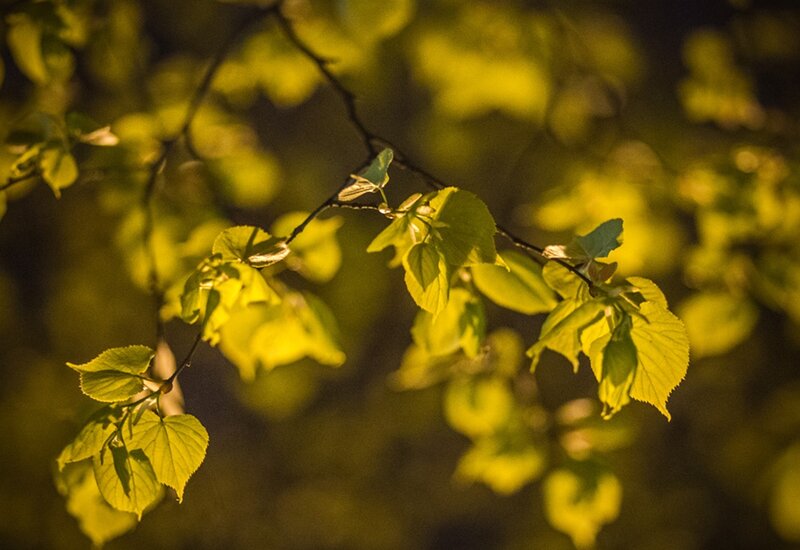 Green Leaves on Branch — Yellow
