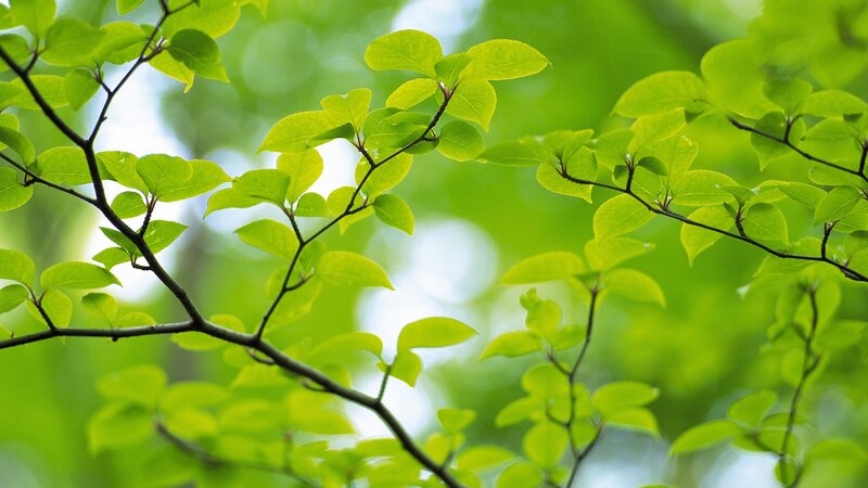 Green Leaves on Branches — Black