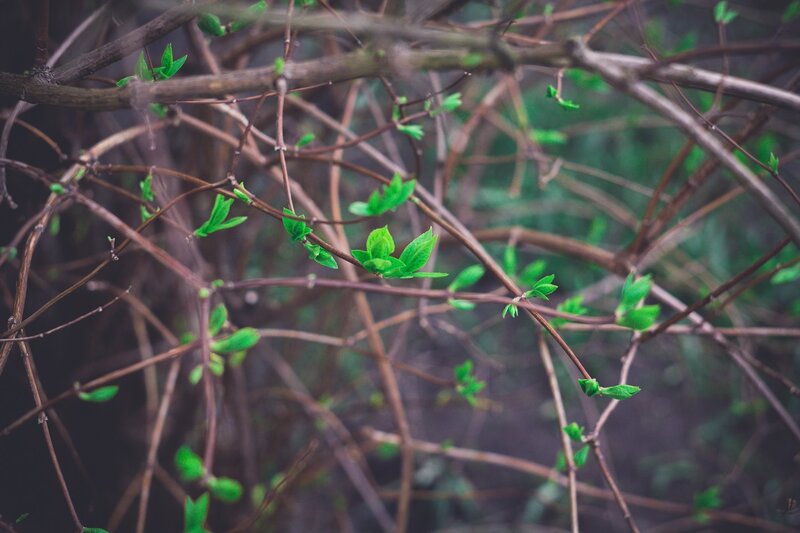 Green Leaves on Branches — Brown