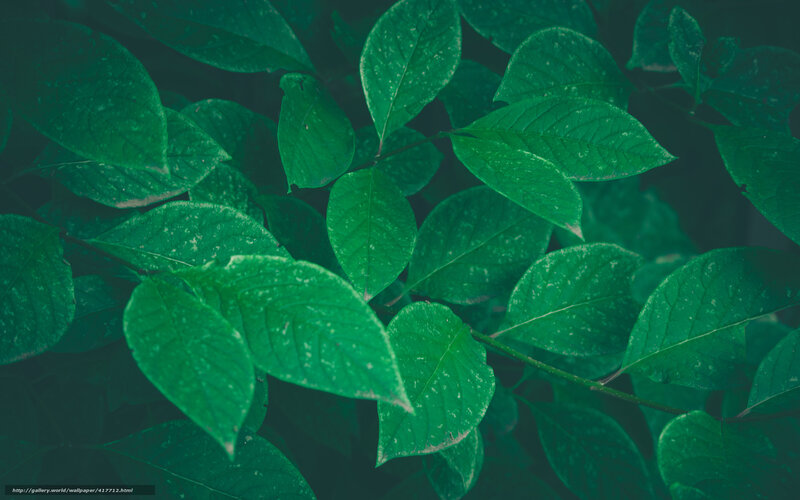 Green Leaves on Branches — Calm, Photograph