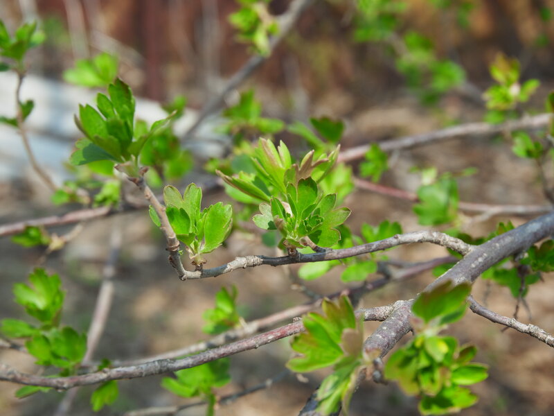 Green Leaves on Branches — Calm, Spring, Photograph