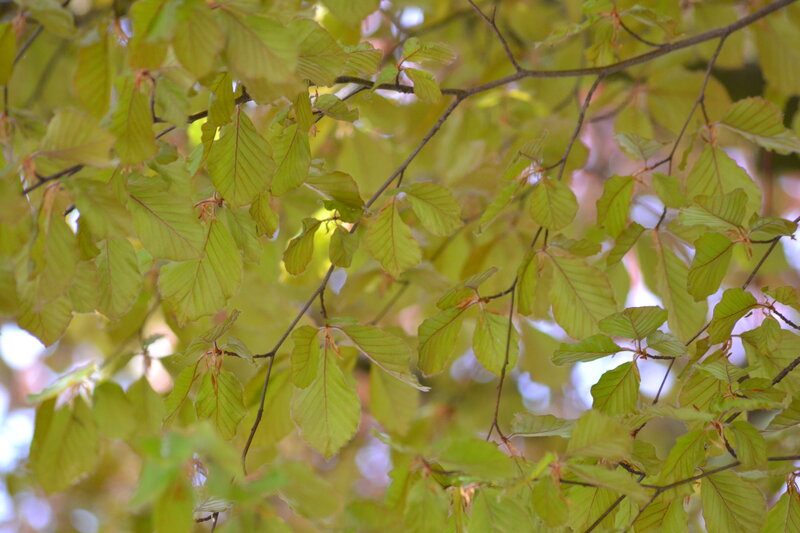 Green Leaves on Branches — Calm, Spring