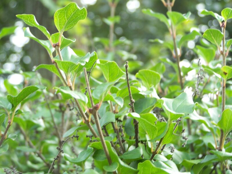 Green Leaves on Branches — Calm, Summer