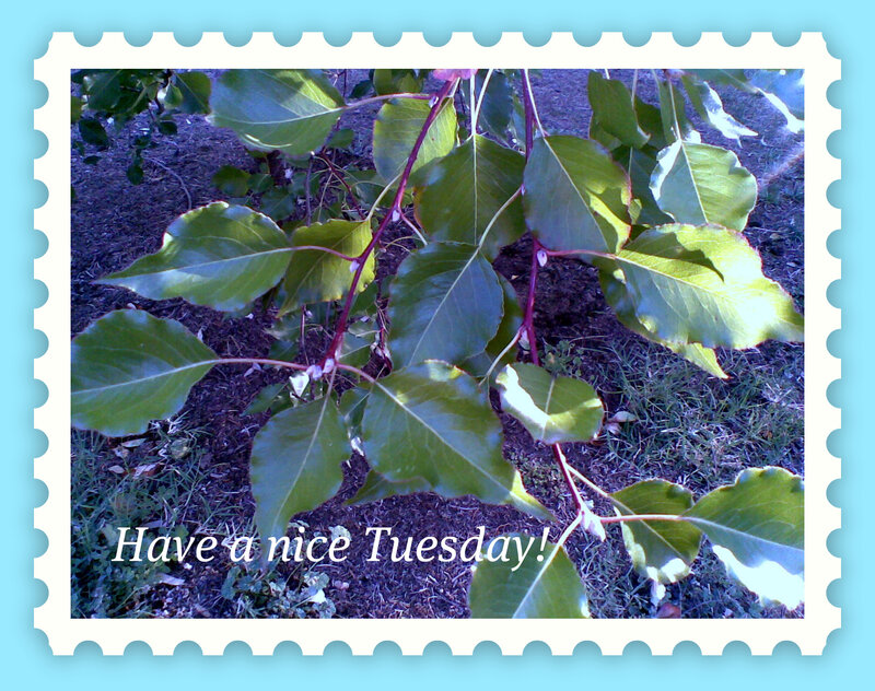 Green Leaves on Branches — Calm
