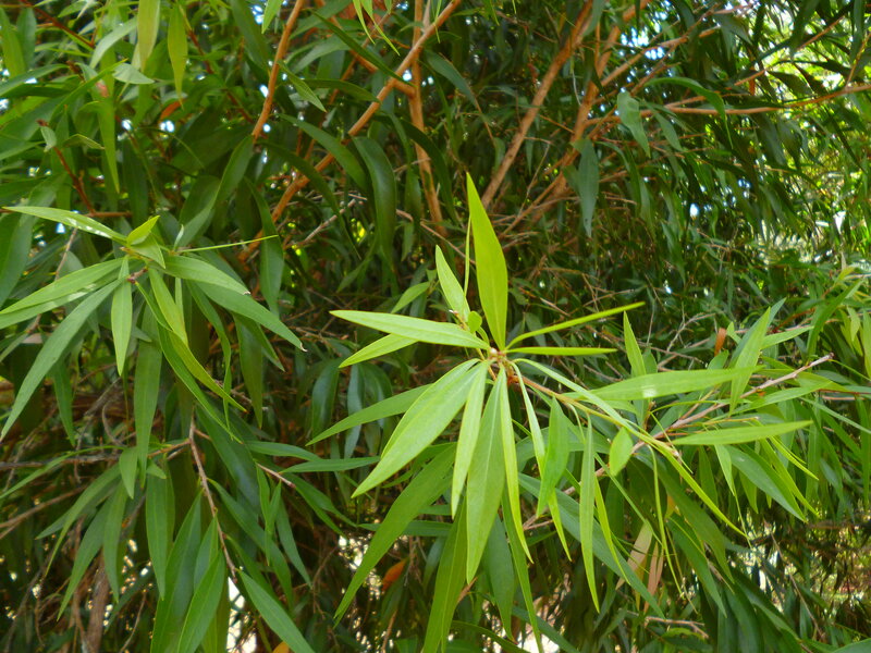 Green Leaves on Branches — Natural