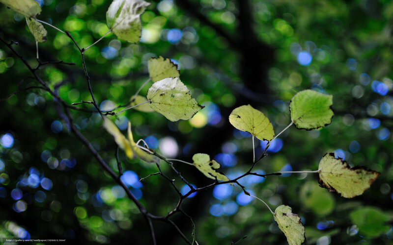 Green Leaves on Branches — Serene, Afternoon, Photograph, Bokeh
