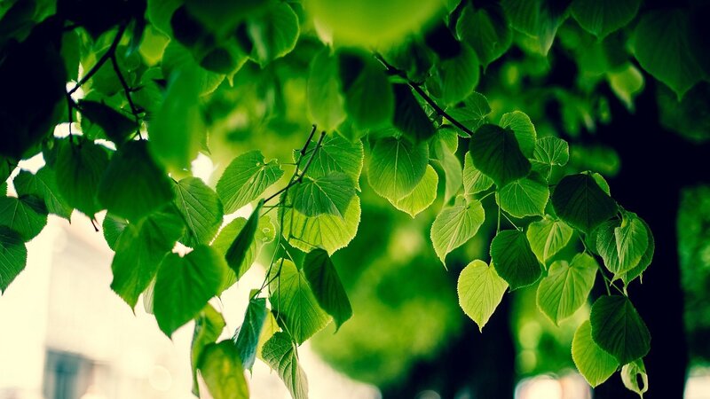 Green Leaves on Branches — Serene, Afternoon, Photograph, Sunlight, Blurred Background