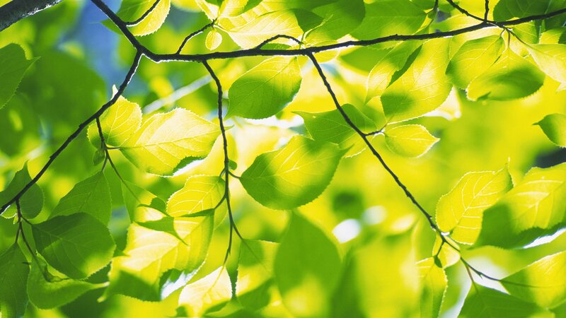 Green Leaves on Branches — Serene, Afternoon, Photograph, Sunlight, Sky, Yellow, Blue