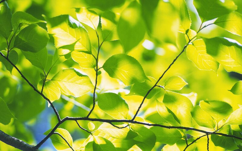 Green Leaves on Branches — Serene, Afternoon, Photograph