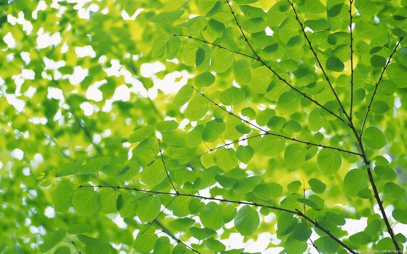 Green Leaves on Branches — Serene, Afternoon