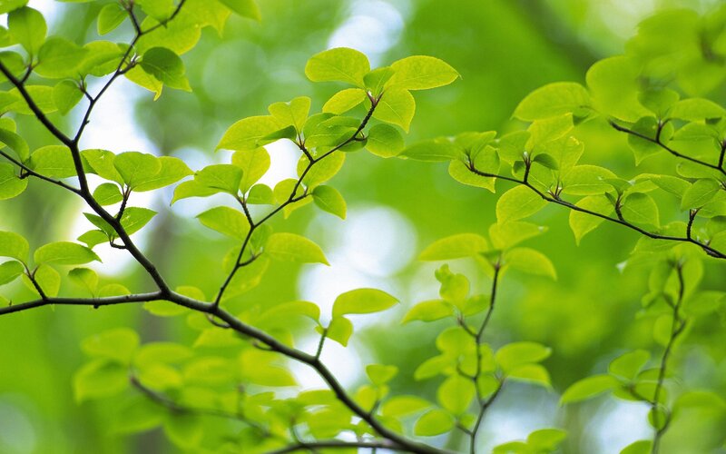 Green Leaves on Branches — Serene, Black