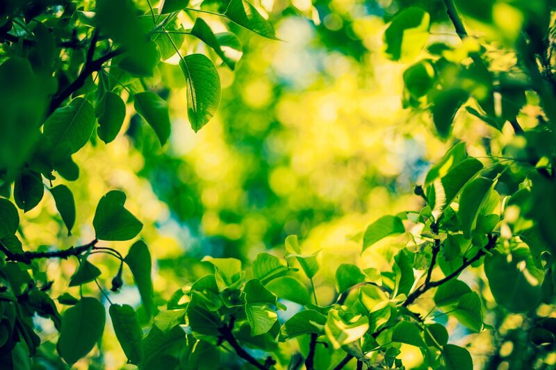 Green Leaves on Branches — Serene, Bokeh