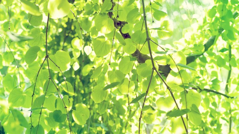 Green Leaves on Branches — Serene, Morning, Photograph, Sunlight, Yellow