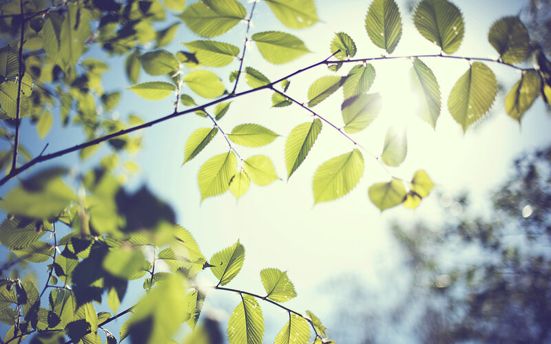 Green Leaves on Branches — Serene, Morning