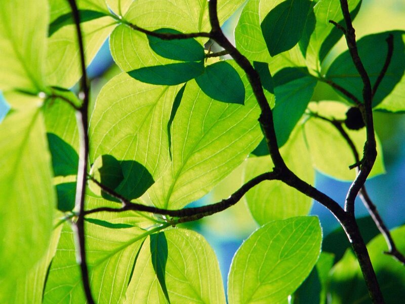 Green Leaves on Branches — Serene, Sky