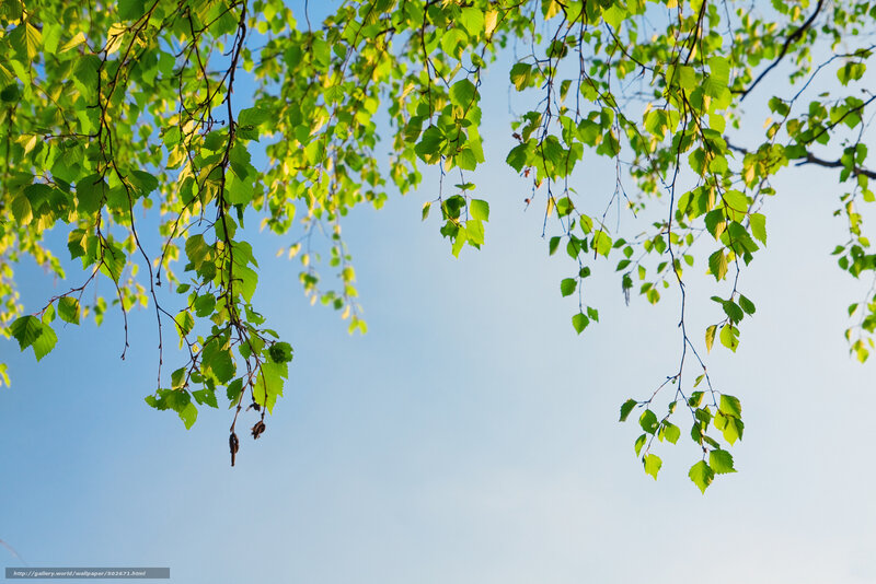 Green Leaves on Branches — Serene, Spring, Photograph, Sky