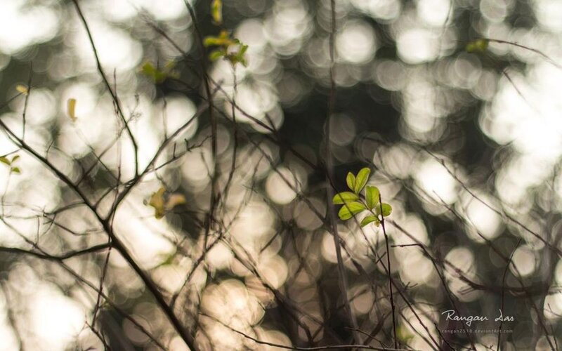 Green Leaves on Branches — Serene, Spring, Photograph